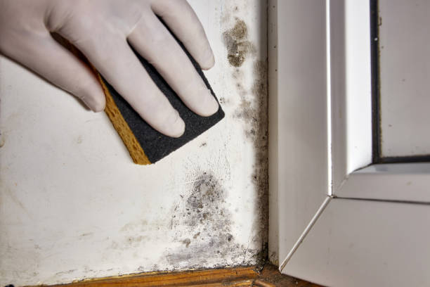 Best HVAC Mold Inspection and Cleaning  in Tillamook, OR